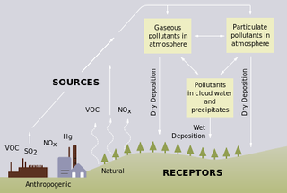 Illustration for article titled After Decades of Acid Rain Damage, Northeastern Forests Are Finally Making a Comeback